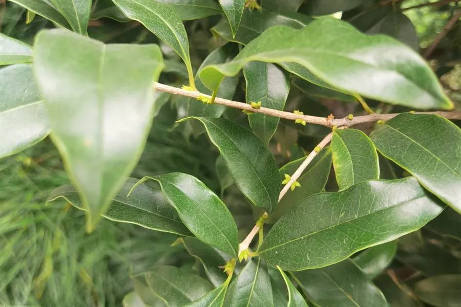 皇冠信用盘开户_上海天气大反转！雨水+冷空气来袭皇冠信用盘开户，气温将骤降...“差不多行了，再热就不礼貌了”