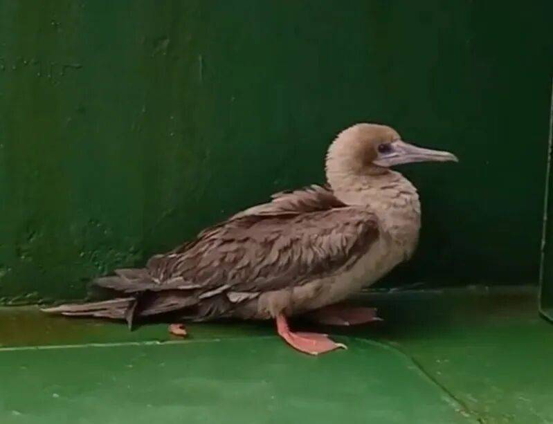 皇冠信用網哪里申请
_时隔114年皇冠信用網哪里申请
，它再次现身中国，罕见物种重现引关注