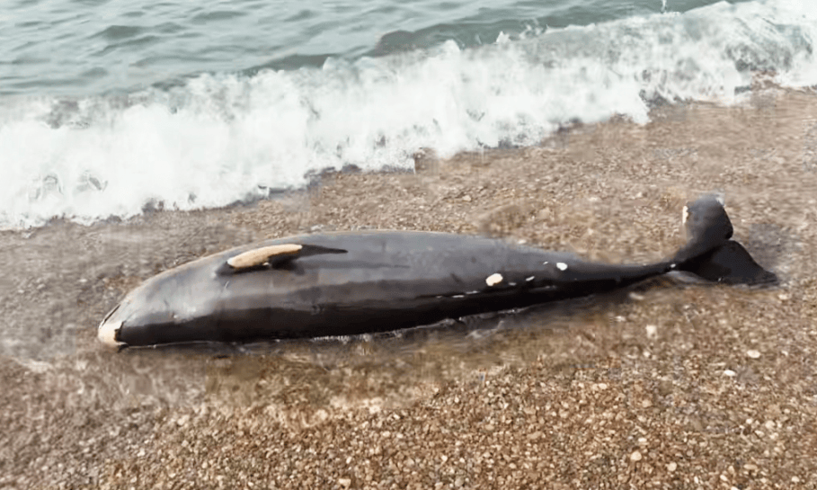 皇冠信用盘登3代理
_女大学生在大连海边拍摄素材皇冠信用盘登3代理
，却意外发现已死亡的它