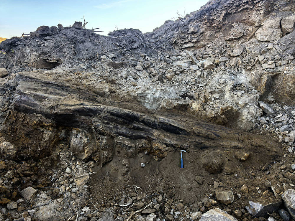 南非足球世界杯_山西省阳泉市太旧高速路改线工程现场发现国家一级重点保护木化石