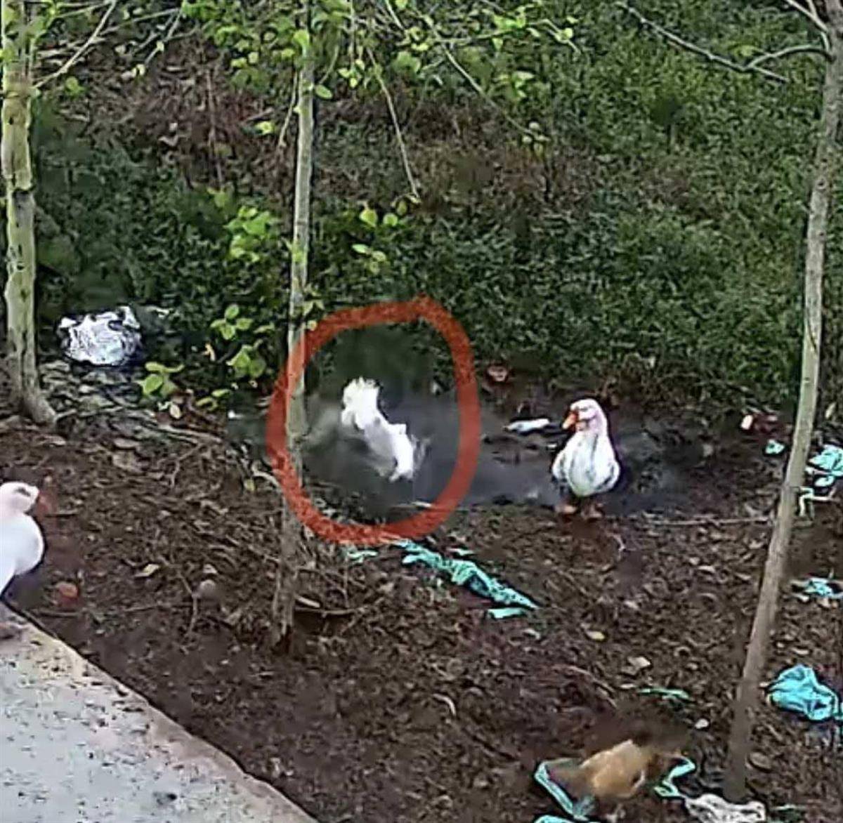 正版皇冠信用开户申请_大鹅主人抽水追凶最新进展来了：深刨半米淤泥啥也不见正版皇冠信用开户申请，或因厚草盖顶溺亡