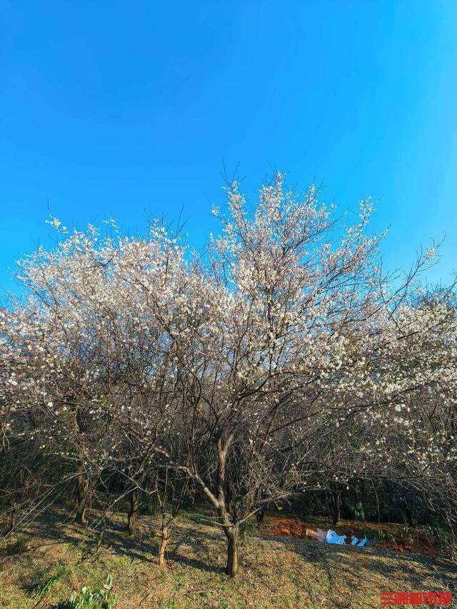 皇冠信用网平台_梅花开了！长沙“梅花季”提前报到皇冠信用网平台，这份赏梅攻略请收好
