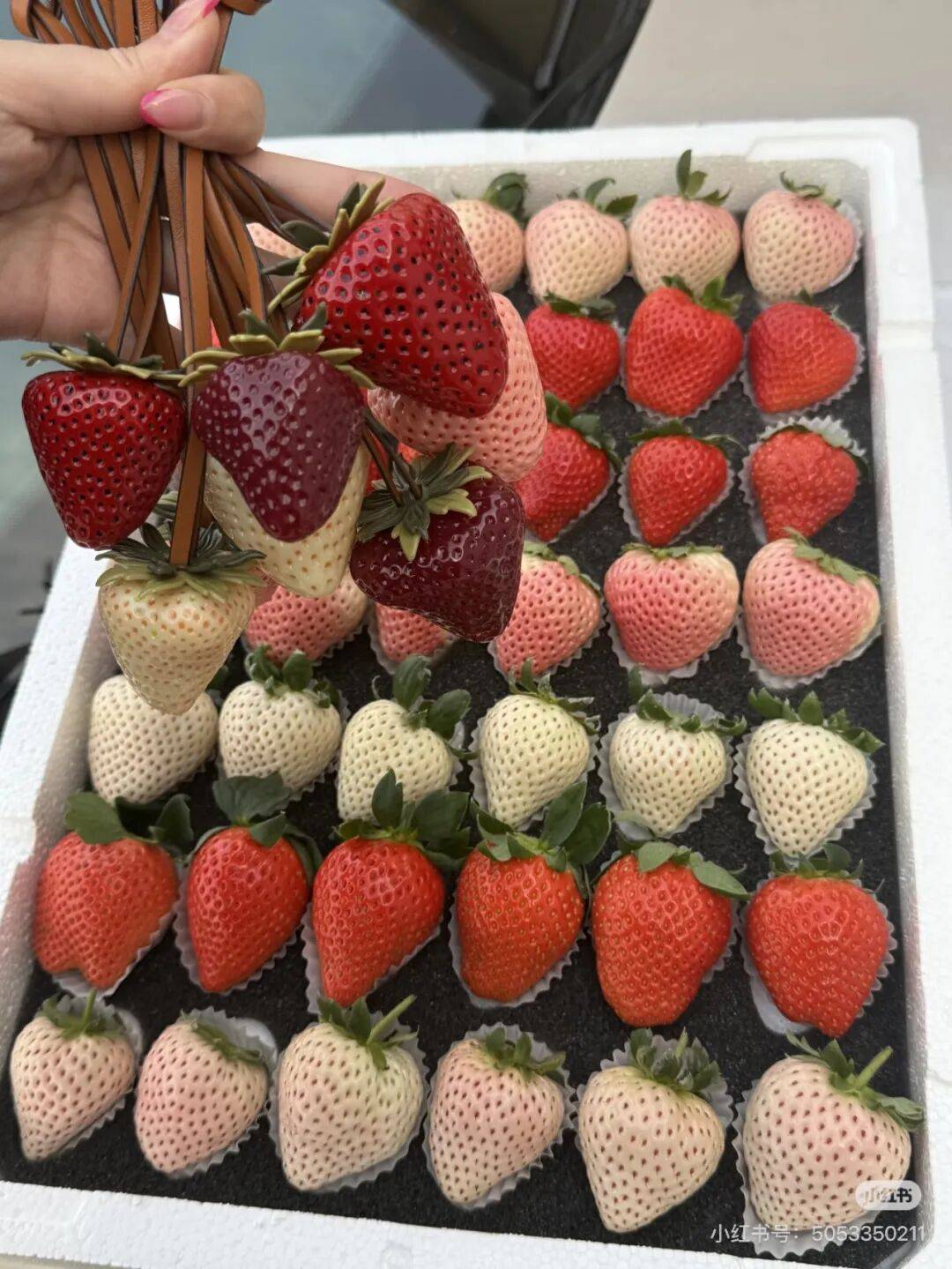 皇冠hga026
_打败车厘子皇冠hga026
,动辄上百一斤的草莓成招待客人硬通货