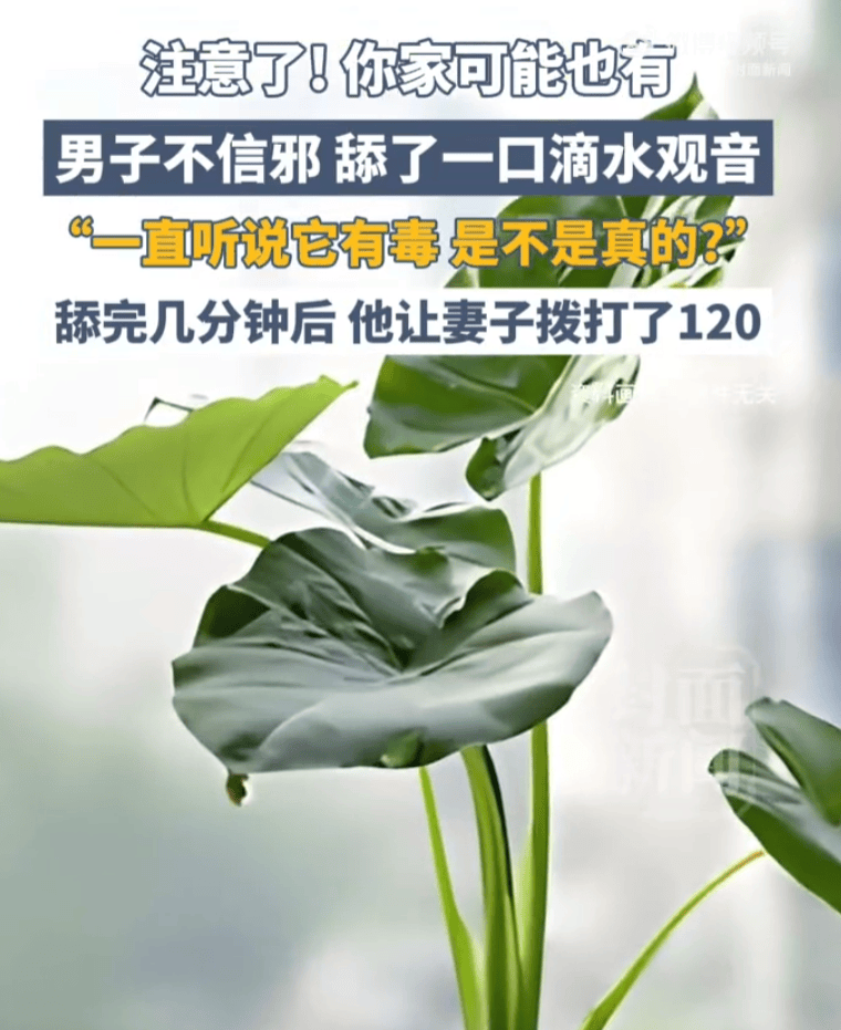 皇冠信用网如何申请 _“真有毒吗？”浙江男子不信邪皇冠信用网如何申请 ，切下滴水观音舔了一口，几分钟后喉咙出现灼烧感，紧急送医，差点没命